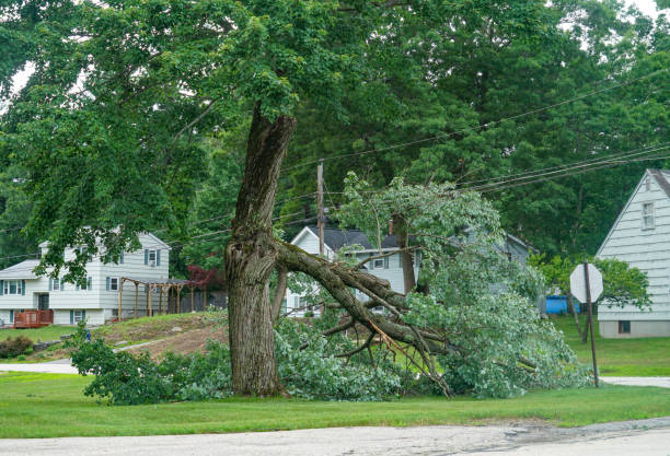 Best Tree Trimming Near Me  in Olmos Park, TX